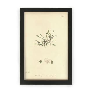 1880ǯ ƥ ܥ˥륢 ꥸʥ륫顼ץ ꥹ (968) ե졼ॻå
