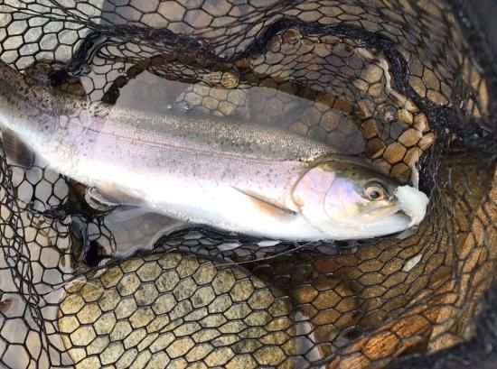 HartDesign ライトウイング - ﾌｨｯｼﾝｸﾞﾋｶﾘ・ｴｻ光のWEBショップ