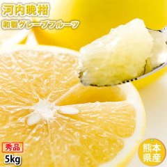 河内晩柑 みかん 和製グレープフルーツ 秀品 5kg M〜2L 送料無料 熊本県産 文旦 ジューシーオレンジ 美生柑