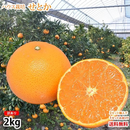 せとか みかん 訳あり 送料無料 2kg 3箱購入で1箱おまけ ハウス栽培 希少品種 熊本県産 せとかみかん 蜜柑 オレンジ 清見 アンコール マーコット Foody S お取り寄せ通販サイト せとか みかん 訳あり 送料無料 2kg 3箱購入で1箱おまけ ハウス栽培 希少品種 熊本県産 せとかみかん 蜜柑 オレンジ 清見 アンコール マーコット Foody S お取り寄せ通販サイト