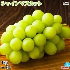 ҥؤǤϤ 㥤ޥå ֤ɤ ̵ 1kg 23˼ 彣 ޥå ƺ ֥ɥ
