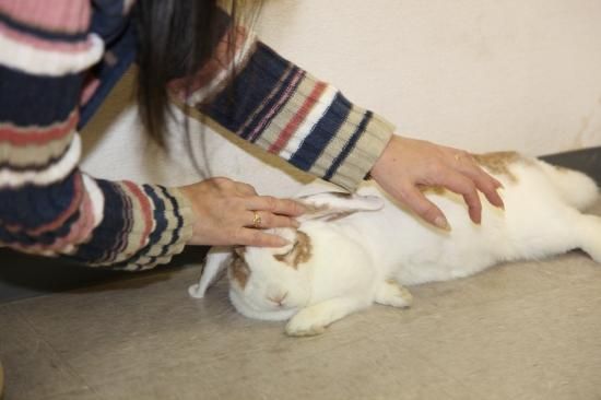 動物介在教育 e と生命尊重教育の基本 保護者 教職員 そしてすべての大人たちへ