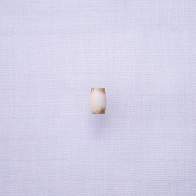 Bone Beads Tube S ( White )