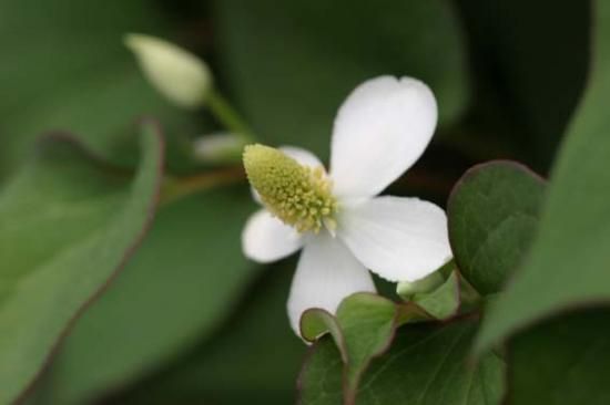 植物の恵み どくだみエキス たとぱに Web Shop 自然素材とくらす 植物の恵み どくだみエキス たとぱに Web Shop 自然素材とくらす