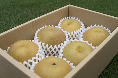 梨 中玉5 6個 2 5kg 新潟の秋の水々しい食感をどうぞ フルーツ童夢ショップ 梨 中玉5 6個 2 5kg 新潟の秋の水々しい食感をどうぞ フルーツ童夢ショップ