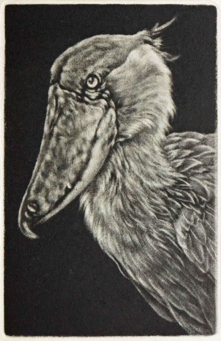 三田村直美 銅版画作品「ポートレート（ハシビロコウ）」＊シート - y