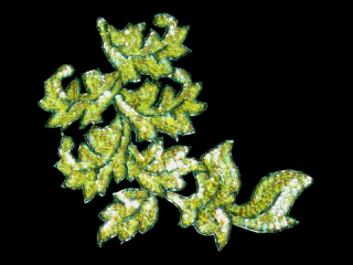  ѥ󥳡 Lime Clear AB5541B