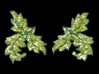  ѥ󥳡 Lime Clear AB5541C