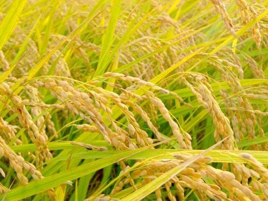 こしひかり | 無農薬 | 玄米5kg | 茨城 | 農家の米屋森ファーム こしひかり | 無農薬 | 玄米5kg | 茨城 | 農家の米屋森ファーム