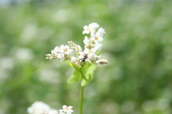 春咲きそば | 玄そば | 森ファーム | 茨城 | 1kg
