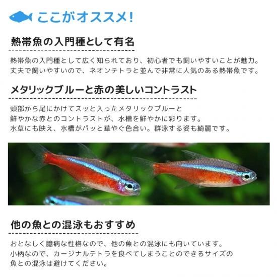 カージナルテトラ Ml 1匹 犬猫用療法食 観賞魚の専門通販 ペットのいる暮らしのお店 ペット家族