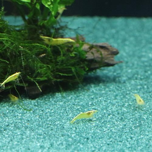 ナノ グラベル エビ用 ジャワグリーン 小型水槽用砂利 Dennerle デナリ 犬猫用療法食 観賞魚の専門通販 ペットのいる暮らしのお店 ペット家族