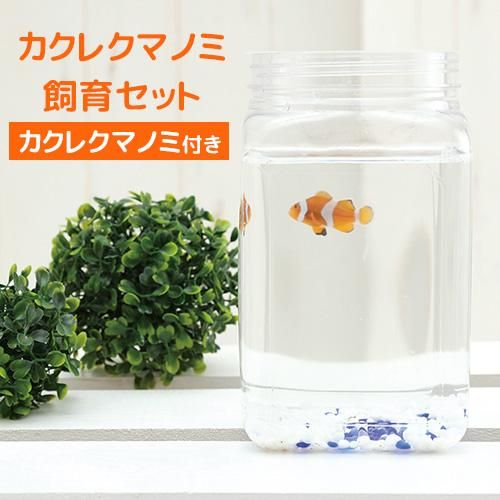 カクレクマノミ 飼育セット カクレクマノミ付き ボトルアクアリウム マリン2 水槽 小型 ボトル アクアリウム ペット アクア 魚 観賞魚 海水魚 犬猫用療法食 観賞魚の専門通販 ペットのいる暮らしのお店 ペット家族