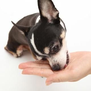 送料無料 Mediball メディボール 犬用 ささみ味 まとめ売り 10個セット 投薬補助 おやつ 宅配便 配送 犬猫用療法食 観賞魚の専門通販 ペットのいる暮らしのお店 ペット家族 送料無料 Mediball メディボール 犬用 ささみ味 まとめ売り 10個セット 投薬補助 おやつ 宅配便 配送 犬猫用療法食 観賞魚の専門通販 ペットのいる暮らしのお店 ペット家族
