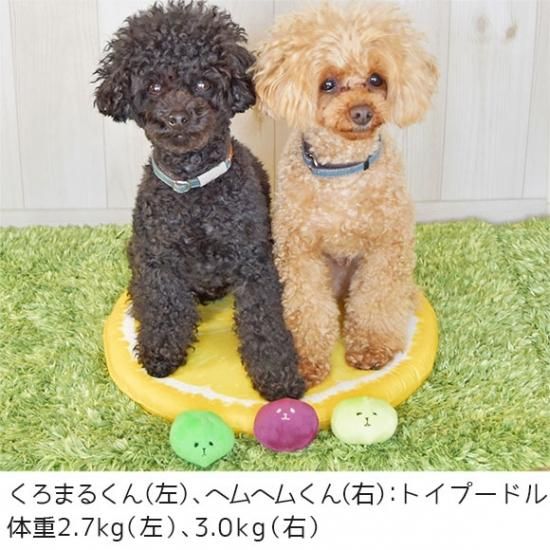 コマメブラザーズ 3色セット Idog Icat 犬猫用療法食 観賞魚の専門通販 ペットのいる暮らしのお店 ペット家族 コマメブラザーズ 3色セット Idog Icat 犬猫用療法食 観賞魚の専門通販 ペットのいる暮らしのお店 ペット家族