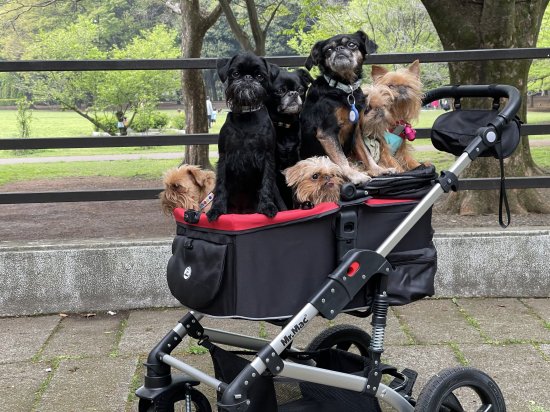 <img class='new_mark_img1' src='https://img.shop-pro.jp/img/new/icons1.gif' style='border:none;display:inline;margin:0px;padding:0px;width:auto;' />Mr.Mac Doggy Buggy ３