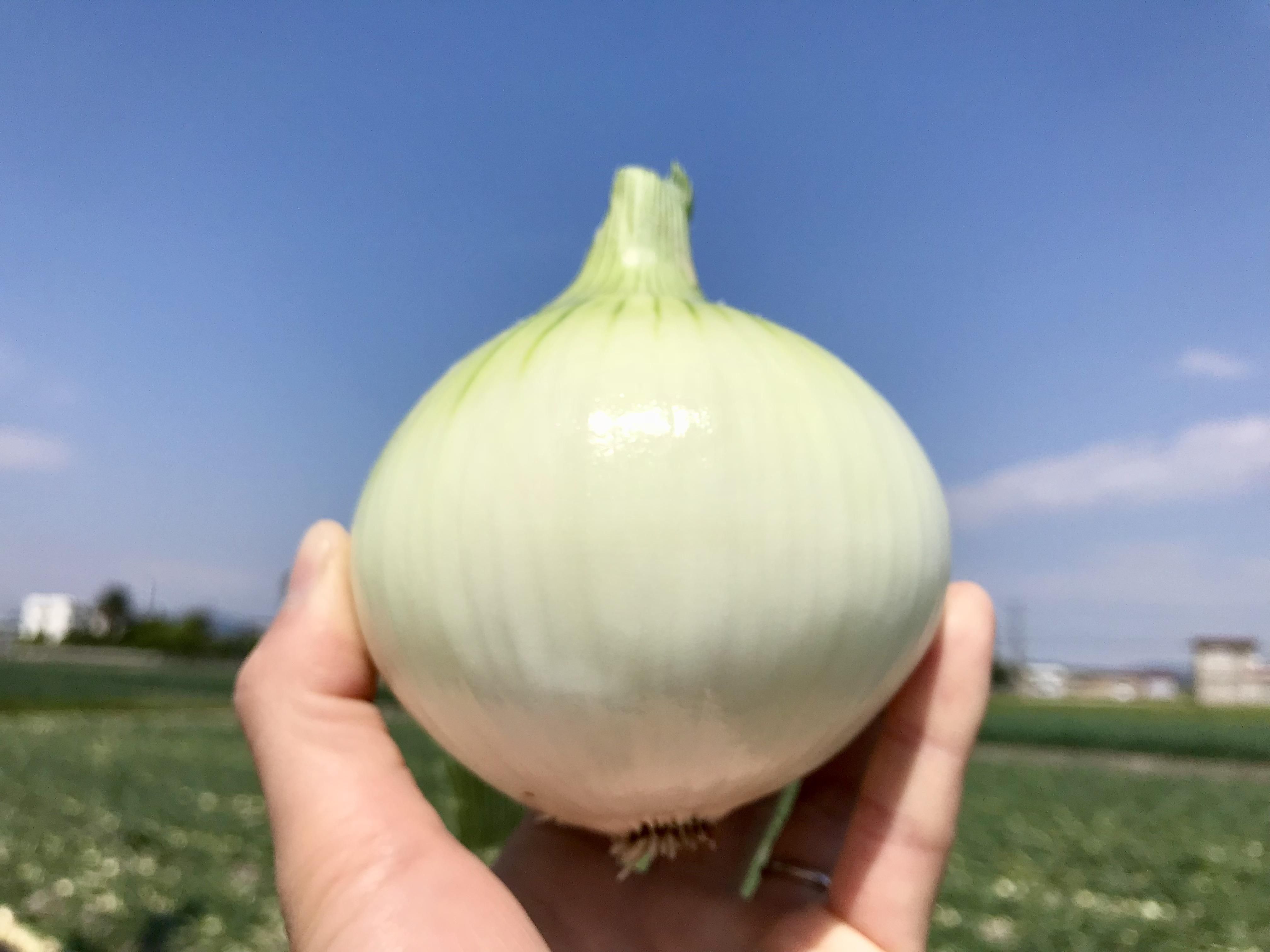 mama-yasai 完熟たまねぎ5kg | うずの丘コラボセット - 野口
