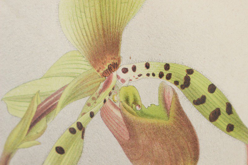 ヴィンテージ ボタニカルアート 植物画 リトグラフ 着色石版画 額縁付 