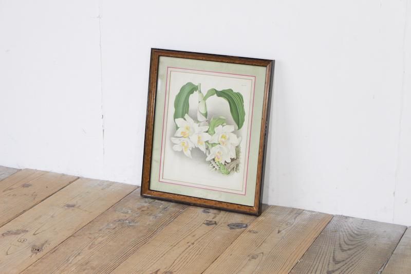 ヴィンテージ ボタニカルアート 植物画 リトグラフ 着色石版画 額縁
