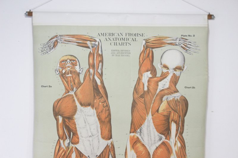US ヴィンテージ 大型 人体模型図 ポスター 理科 病院 学校教材 スクリーン タペストリー アメリカ AJ Nystrom & Co