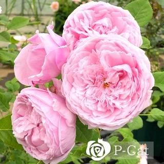 バラ苗・色で探す - ゆうきの園芸ショップ 総合お買い物サイト バラ苗・色で探す - ゆうきの園芸ショップ 総合お買い物サイト