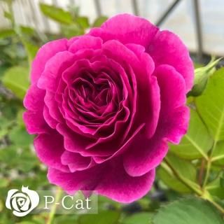 バラ苗 - ゆうきの園芸ショップ 総合お買い物サイト