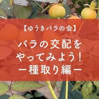 <img class='new_mark_img1' src='https://img.shop-pro.jp/img/new/icons1.gif' style='border:none;display:inline;margin:0px;padding:0px;width:auto;' />11820椦Хβ֥ХθۤäƤߤ褦ԡ