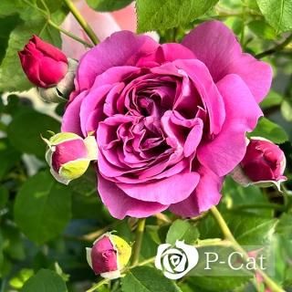 希少　薔薇苗　バラ苗　ロンドン。。。2年　1鉢 希少 薔薇苗 バラ苗 ロンドン。。。2年 1鉢