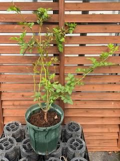 鉢植えノイバラ台木【メデール5cm付き】(6号ロングスリット鉢)