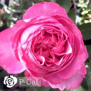 <img class='new_mark_img1' src='https://img.shop-pro.jp/img/new/icons1.gif' style='border:none;display:inline;margin:0px;padding:0px;width:auto;' />ԥΩۡʣ¨ǼȭХˡںƬݾդ