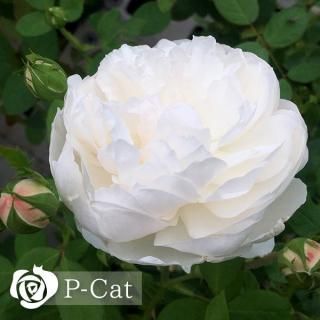 <img class='new_mark_img1' src='https://img.shop-pro.jp/img/new/icons1.gif' style='border:none;display:inline;margin:0px;padding:0px;width:auto;' />ߥåڣţҡۡʣ¨ǼȭХˡںƬݾդ