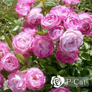 ޥ르Ωۡ¨ǼȭХˡںƬݾդ