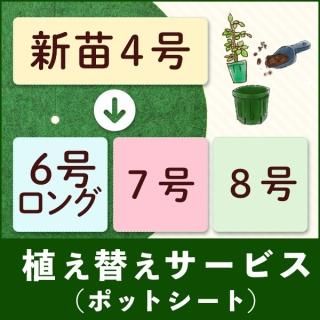 バラ苗 - ゆうきの園芸ショップ 総合お買い物サイト バラ苗 - ゆうきの園芸ショップ 総合お買い物サイト