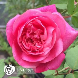 アルシデュックジョセフ【木立性】(6号ロング即納鉢バラ)【根頭癌腫病保証付き】