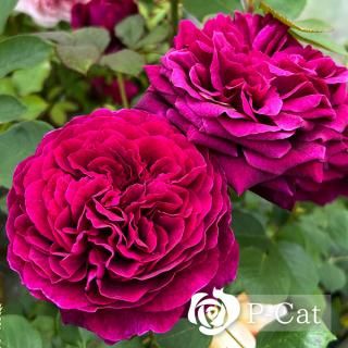 <img class='new_mark_img1' src='https://img.shop-pro.jp/img/new/icons1.gif' style='border:none;display:inline;margin:0px;padding:0px;width:auto;' />ץ󥹡ڣţҡۡʣ¨ǼȭХˡںƬݾդ