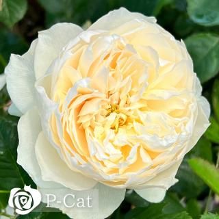 <img class='new_mark_img1' src='https://img.shop-pro.jp/img/new/icons1.gif' style='border:none;display:inline;margin:0px;padding:0px;width:auto;' />ȥ饹ڣţҡۡʣ¨ǼȭХˡںƬݾդ