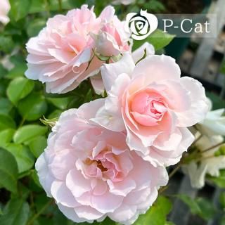 <img class='new_mark_img1' src='https://img.shop-pro.jp/img/new/icons1.gif' style='border:none;display:inline;margin:0px;padding:0px;width:auto;' />Х󥯡С٥Ωۡʣ¨ǼȭХˡںƬݾդ