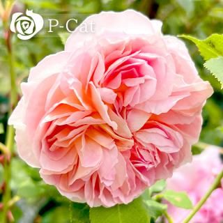 ޥ˥奨ڣţҡۡ¨ǼȭХˡںƬݾդ