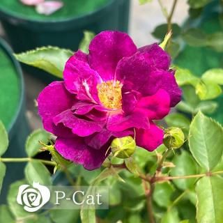 ߥåɥʥȥ֥롼Ωۡʣ¨ǼȭХˡںƬݾդ