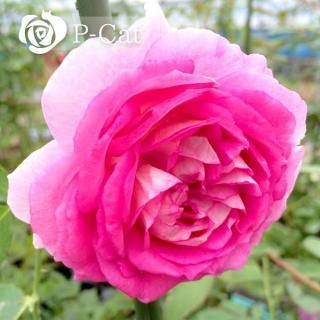 <img class='new_mark_img1' src='https://img.shop-pro.jp/img/new/icons1.gif' style='border:none;display:inline;margin:0px;padding:0px;width:auto;' />ѥɥץ쥤ˡڤĤۡ¨ǼȭХˡںƬݾդ