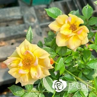 쥤֥󥷥㥤Ωۡʣ¨ǼȭХˡںƬݾդ