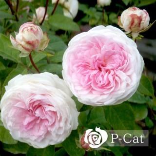 ʴϰΩۡʣ¨ǼȭХˡںƬݾդ