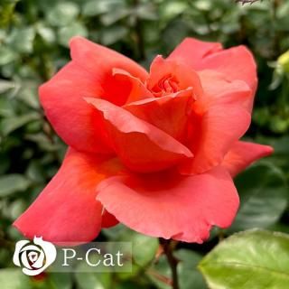 <img class='new_mark_img1' src='https://img.shop-pro.jp/img/new/icons1.gif' style='border:none;display:inline;margin:0px;padding:0px;width:auto;' />ȥ꡼̥ɥ̡֡Ωۡ¨ǼȭХˡںƬݾդ