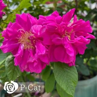 ϥ󥶡ڤĤۡʣ¨ǼȭХˡںƬݾդ