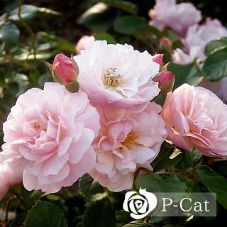 コーネリア【つる性】(6号ロング即納鉢バラ)【根頭癌腫病保証付き】