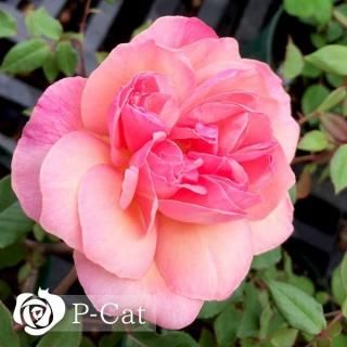 バラ苗 - ゆうきの園芸ショップ 総合お買い物サイト