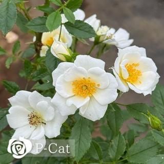 バラ苗 - ゆうきの園芸ショップ 総合お買い物サイト