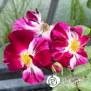 <img class='new_mark_img1' src='https://img.shop-pro.jp/img/new/icons1.gif' style='border:none;display:inline;margin:0px;padding:0px;width:auto;' />ѡץ륹ץåڤĤۡȭġ󥰥åȡˡںƬݾդ