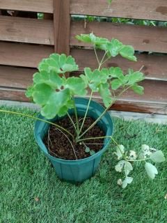 【バラ苗ご購入の方限定】オダマキの苗