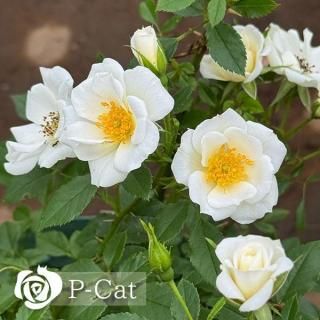 ƥɥåסΩۡ6¨ǼȭХˡںƬݾդ